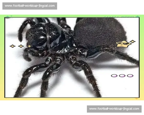 小蜘蛛的警示：世俱杯细节如丝，疏漏即失良机