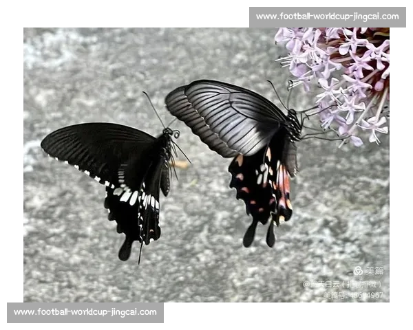 破茧成蝶：在磕碰中淬炼生命的韧性