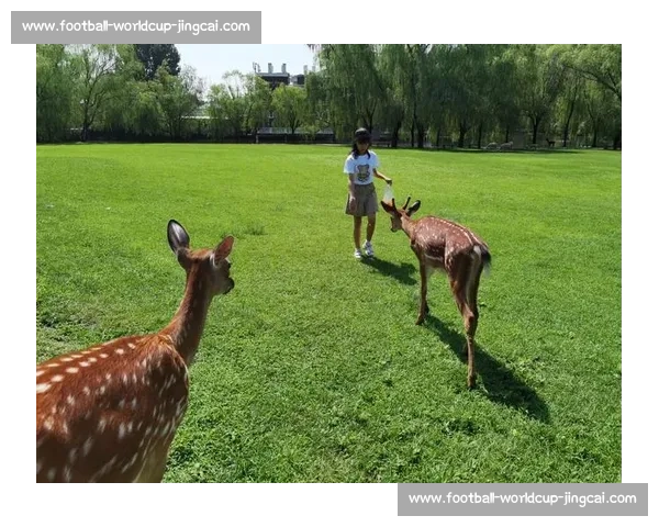 法斗滑板宽窄巷！成都萌宠又添新网红打卡地